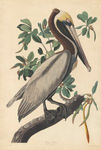 Pelikán hnědý od John James (after) Audubon