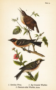 Střízlík obecný, Thryothorus ludovicianus 1, pěnice hnědá, Setophaga castanea 2, pěnice kaštanová, Setophaga pensylvanica 3