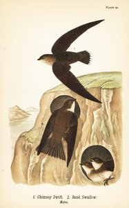 Rychlík komínový, Chaetura pelagica 1, vlaštovičník břehový, Riparia riparia 2, samci od John James (after) Audubon