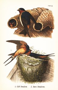 Vlaštovka skalní, Petrochelidon pyrrhonota 1 a vlaštovka stodolová, Hirundo rustica 2 od John James (after) Audubon