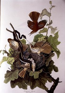 Ferruginous Thrush, z 