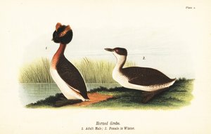 Potápka rohatá, Podiceps auritus, dospělý samec 1 a samice v zimním opeření od John James (after) Audubon