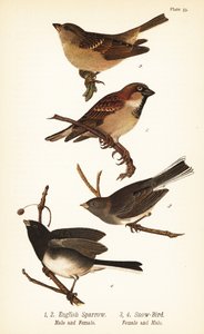 Vrabec domácí, Passer domesticus a junco tmavooký, Junco hyemalis