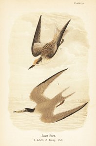 Rybák nejmenší, Sternula antillarum, dospělý 1, mládě, podzimní opeření 2 od John James (after) Audubon