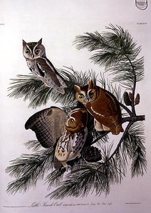 Little Screech Owl, z 