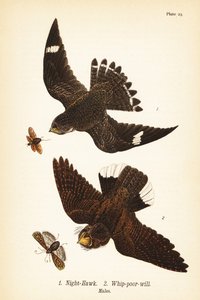 Jestřáb noční, Chordeiles minor 1 a bičík východní, Antrostomus vociferus, bič-chudák 2, samci