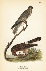 Moták severní, Circus hudsonius od John James (after) Audubon