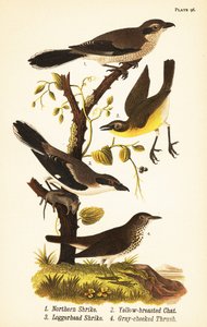 ťuhýk severní, Lanius borealis 1, žlutoprsá kočka, Icteria viridis 2, ťuhýk obecný, Lanius japonicus od John James (after) Audubon
