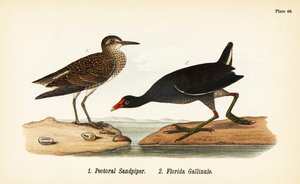 Jespák prsní, Calidris melanotos 1, a gallinula obecná, Gallinula galeata 2 od John James (after) Audubon