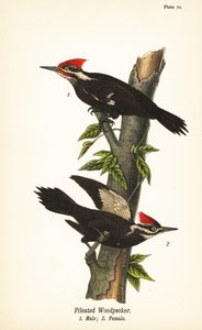 Datel hrbatý, Dryocopus pileatus, samec 1, samice 2 od John James (after) Audubon