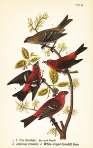 Pine grosbeak, Pinicola enucleator, samec 1, samice 2, americký kříženec nebo červený kříženec, Loxia curvirostra 3, kříženec bělokřídlý, Loxia leucoptera 4, samci od John James (after) Audubon