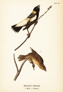 Rákosník nebo bobolink, Dolichonyx oryzivorus, samec 1, samice 2 od John James (after) Audubon