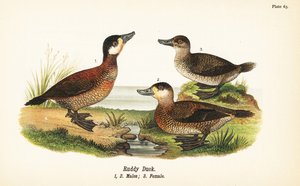 Kachna rudá, Oxyura jamaicensis, samci 1,2 a samice 3 od John James (after) Audubon