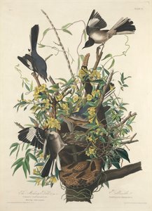 Posměvavý pták od John James (after) Audubon