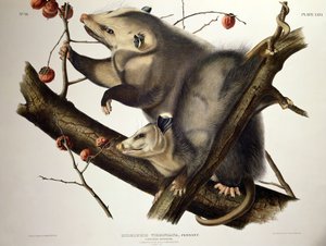 Závěsný od John James (after) Audubon
