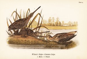 sluka Wilsonova nebo sluka obecná, Gallinago delicata, samci 1, samice 2 od John James (after) Audubon