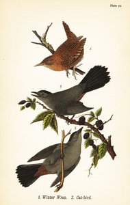 Střízlík zimní, Troglodytes hiemalis 1 a kočka šedá, kočka Dumetella carolinensis 2 od John James (after) Audubon