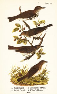 Drozd lesní, Hylocichia mustelina 1, drozd Swainsonův, Catharus ustulatus 2, drozd olivovník nebo poustevník, Catharus guttatus 3 a drozd plavý neboli drozd Wilsonův, Catharus fuscescens 4 od John James (after) Audubon