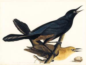 Pár háčků s lodním ocasem od John James Audubon