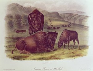 Americký bizon nebo buvol, z 