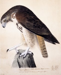 Káně americké nebo jestřáb bílý od John James Audubon
