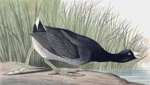 Lyska americká, Fulica Americana, z "The Birds of America" od Johna J. Audubona, hospoda. 1827-38 od John James Audubon