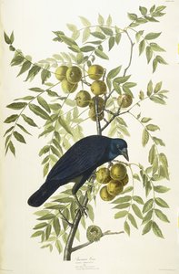 Americká vrána, 1833 od John James Audubon
