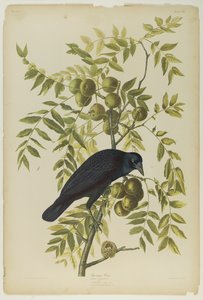 American Crow, tiskl Julien Bien a publikoval Roe Lockwood & Son, 1861 (chromolitograf) od John James Audubon