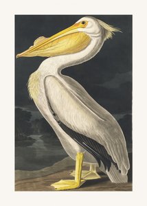 Pelikán bílý americký z díla „Birds of America“ (1827) od John James Audubon