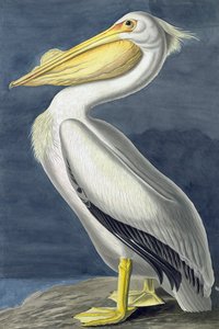 Americký bílý pelikán, Pelecanus Erythhrorhynchos, z "The Birds of America" od Johna J. Audubona, hospoda. 1827-38 od John James Audubon