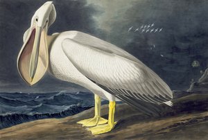 Americký bílý pelikán, Pelecanus Erythhrorhynchos, z "The Birds of America" od Johna J. Audubona, hospoda. 1827-38 od John James Audubon