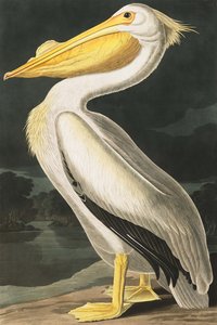 Americký bílý pelikán, Pelecanus Erythhrorhynchos, z "The Birds of America" od Johna J. Audubona, hospoda. 1827-38 od John James Audubon