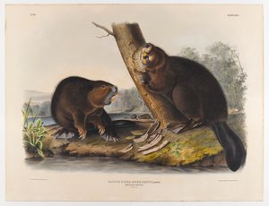 Americký bobr, 1844 od John James Audubon