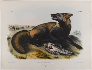 Americký kříženec lišky od John James Audubon