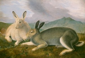Arctic Hare, c.1841 (pero a černý inkoust s akvarelem a olejovou barvou na papíře) od John James Audubon