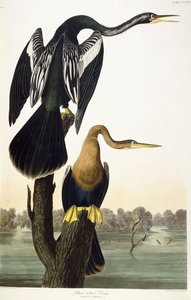 Darter černobřichý, 1836 od John James Audubon