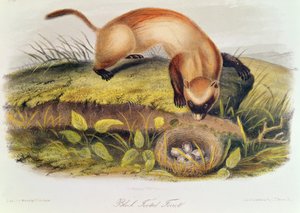 Fretka černonohá ze čtyřnožců Severní Ameriky (1842-5) od John James Audubon