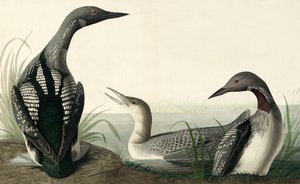 Potápěč černohrdlý, Colymbus Arcticus, z "The Birds of America" od Johna J. Audubona, hospoda. 1827-38 od John James Audubon