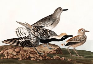 Kulík černý, Charadrius Helveticus, z "The Birds of America" od Johna J. Audubona, hospoda. 1827-38 od John James Audubon