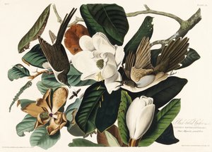 Kukačka černozobá z knihy „Birds of America“ (1827) od John James Audubon