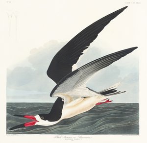Černý skimmer z knihy „Birds of America“ (1827) od John James Audubon