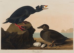 Black or Surf Duck, 1836 (wc na papíře) od John James Audubon