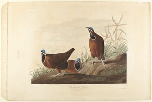 Holub modrohlavý od John James Audubon