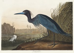 Modrý jeřáb nebo volavka z díla „Birds of America“ (1827) od John James Audubon