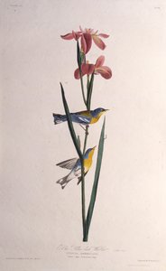 Modrá pěnice žlutohřbetá. Z The Birds of America, 1827-1838. od John James Audubon