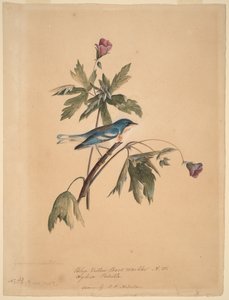 modrožlutá lesní pěnice od John James Audubon