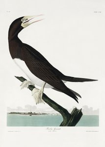 Tučňák hnědý z díla „Birds of America“ (1827) od John James Audubon