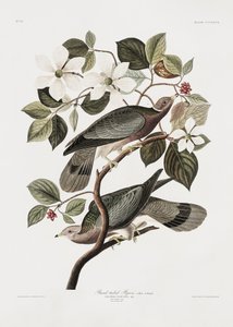 Holub s označením z publikace „Birds of America“ (1827) od John James Audubon
