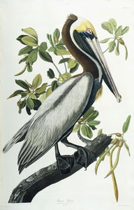 Pelikán hnědý, 1835 od John James Audubon
