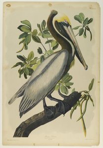 Brown Pelican, tiskl Julien Bien a publikoval Roe Lockwood & Son, 1861 (chromolitograf) od John James Audubon